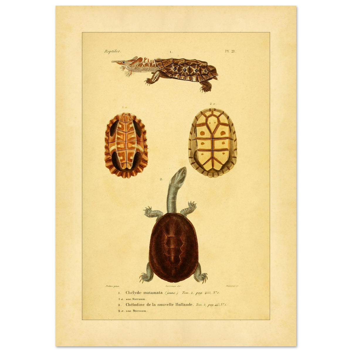 Turtle Illustrations Reproduction: Matamata and New Holland Chelodine (42x59,4 cm (A2)). Reproduction of a natural history plate showing a Marbled newt, an Australian snake-necked turtle, and two views of their shells and sternums.