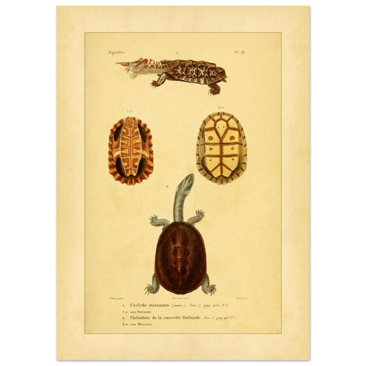 Schildkröten-Reproduktion: Matamata und Neuholländische Schlangenhalsschildkröte (50x70 cm). Reproduktion einer naturhistorischen Tafel mit der Darstellung eines Marmormolchs, einer Schlangenhalsschildkröte aus Neuholland und zwei Ansichten ihrer Panzer und Bauchschilde.