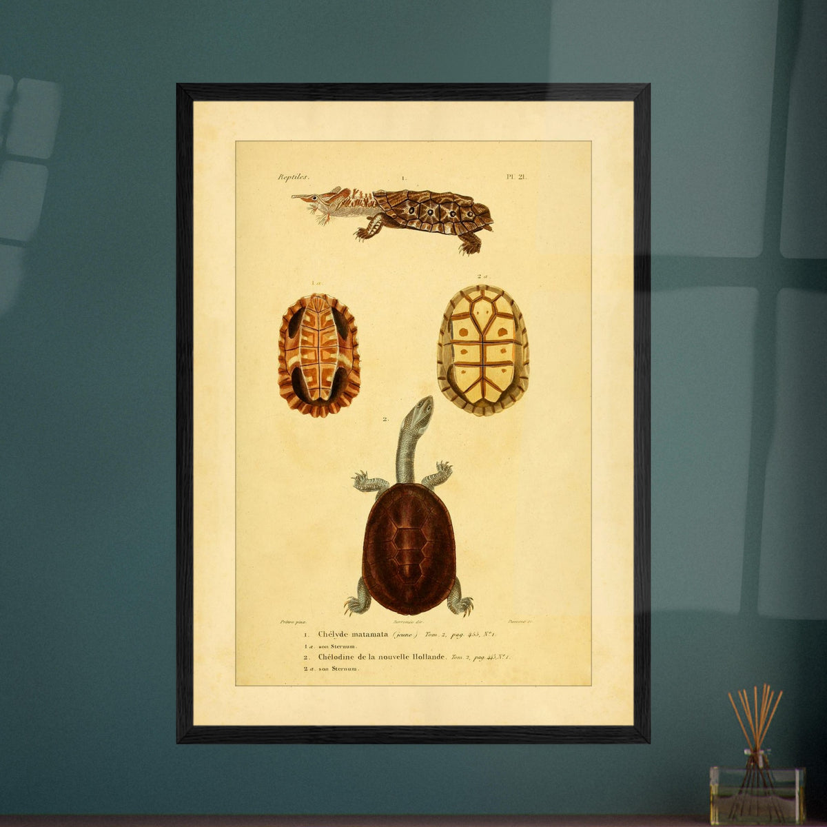 Turtle Illustrations Reproduction: Matamata and New Holland Chelodine. Reproduction of a natural history plate showing a Marbled newt, an Australian snake-necked turtle, and two views of their shells and sternums.