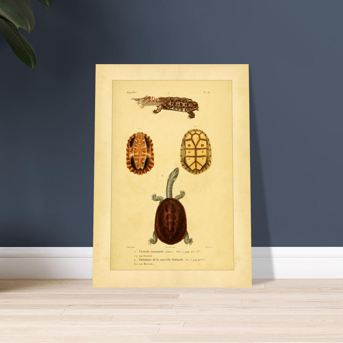 Turtle Illustrations Reproduction: Matamata and New Holland Chelodine. Reproduction of a natural history plate showing a Marbled newt, an Australian snake-necked turtle, and two views of their shells and sternums.