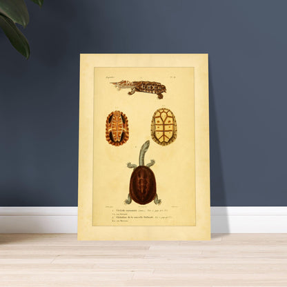Turtle Illustrations Reproduction: Matamata and New Holland Chelodine. Reproduction of a natural history plate showing a Marbled newt, an Australian snake-necked turtle, and two views of their shells and sternums.