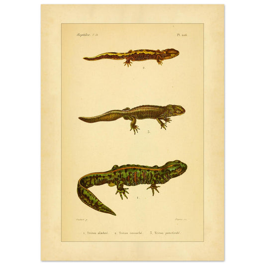 Molche-Reproduktion: Marmorierter, Gekrümmter und Punktierter Molch (50x70 cm). Tafel mit Abbildungen von drei verschiedenen Molchen: dem Marmormolch, dem gekrümmten Molch und dem gefleckten Molch, mit Ansichten ihrer Köpfe.