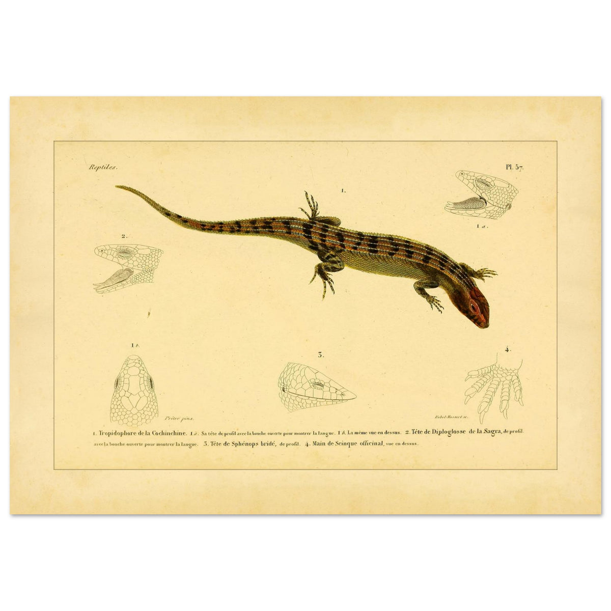 Skinkähnliche Reptilien: Tropidophorus, Diploglossus, Sphenops und Skink (29,7x42 cm (A3)). Naturhistorische IllustrationsTafel eines skinkartigen Reptils mit anatomischen Details von Köpfen und Füßen.