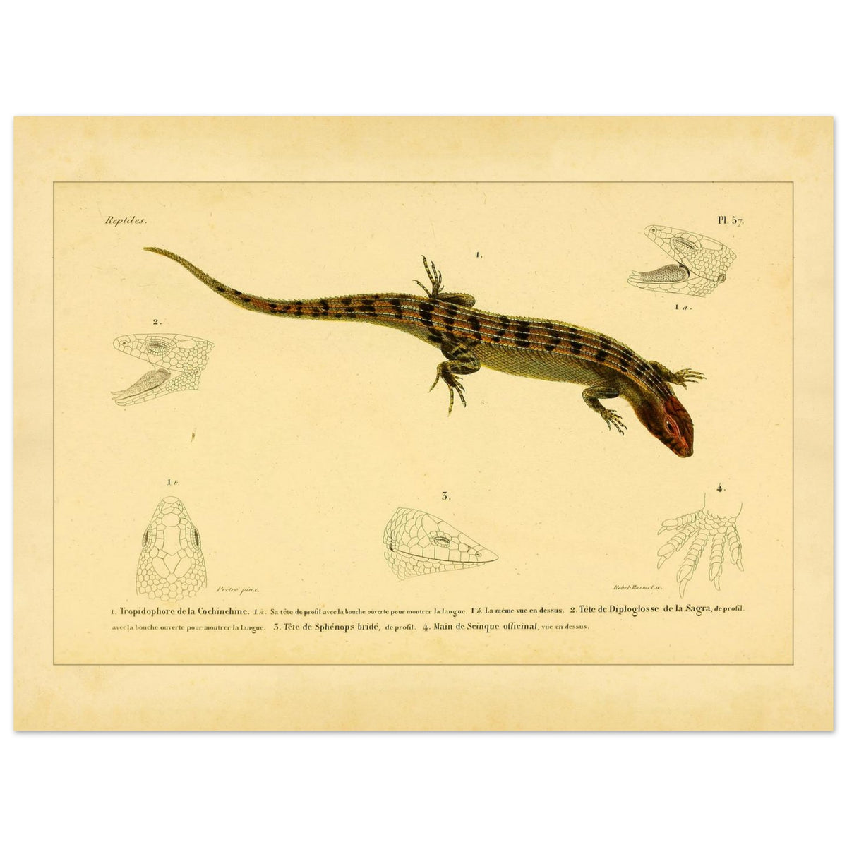 Skinkähnliche Reptilien: Tropidophorus, Diploglossus, Sphenops und Skink (30x40 cm). Naturhistorische IllustrationsTafel eines skinkartigen Reptils mit anatomischen Details von Köpfen und Füßen.