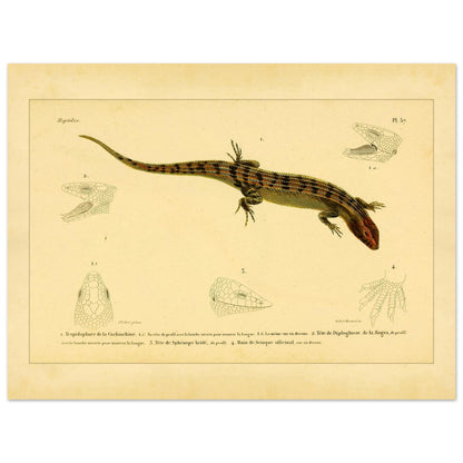 Skinkähnliche Reptilien: Tropidophorus, Diploglossus, Sphenops und Skink (30x40 cm). Naturhistorische IllustrationsTafel eines skinkartigen Reptils mit anatomischen Details von Köpfen und Füßen.