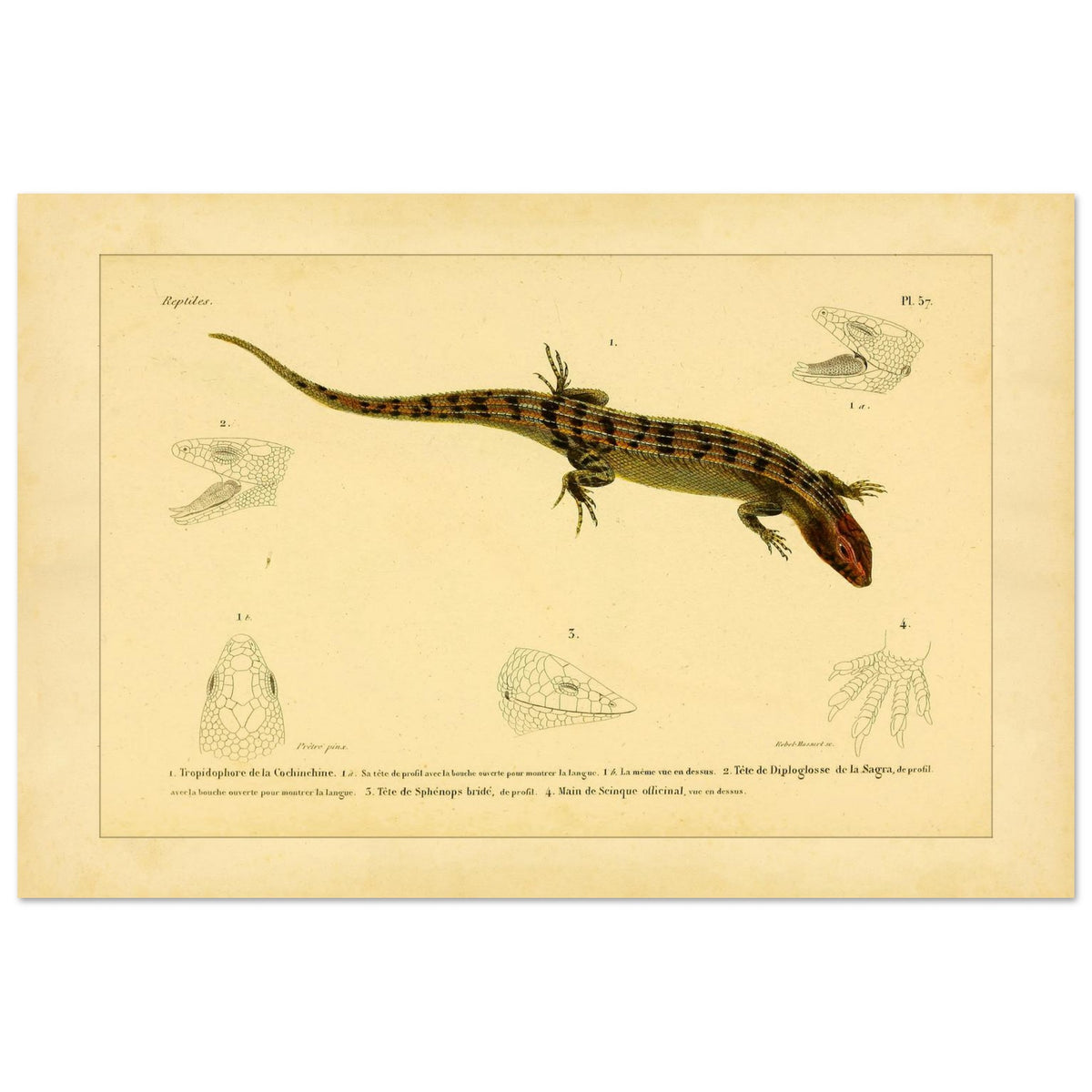 Skinkähnliche Reptilien: Tropidophorus, Diploglossus, Sphenops und Skink (40x60 cm). Naturhistorische IllustrationsTafel eines skinkartigen Reptils mit anatomischen Details von Köpfen und Füßen.