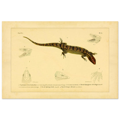 Skinkähnliche Reptilien: Tropidophorus, Diploglossus, Sphenops und Skink (40x60 cm). Naturhistorische IllustrationsTafel eines skinkartigen Reptils mit anatomischen Details von Köpfen und Füßen.