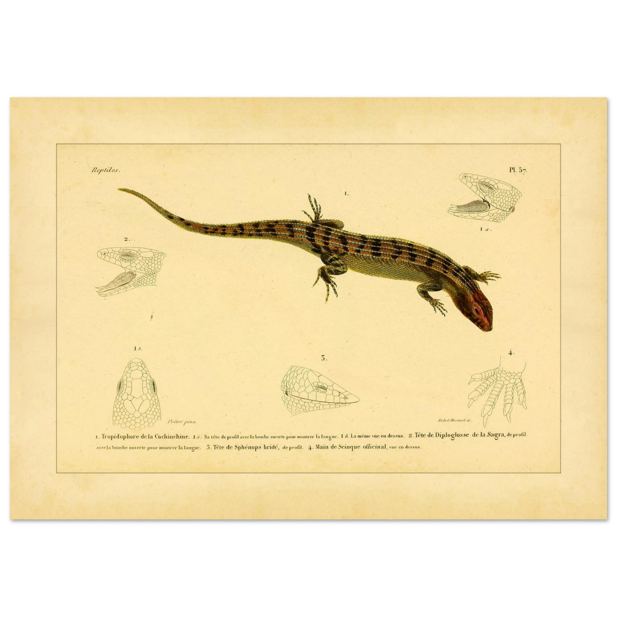 Skinkähnliche Reptilien: Tropidophorus, Diploglossus, Sphenops und Skink (42x59,4 cm (A2)). Naturhistorische IllustrationsTafel eines skinkartigen Reptils mit anatomischen Details von Köpfen und Füßen.