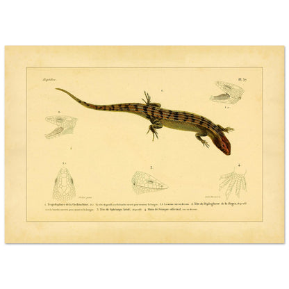 Skinkähnliche Reptilien: Tropidophorus, Diploglossus, Sphenops und Skink (42x59,4 cm (A2)). Naturhistorische IllustrationsTafel eines skinkartigen Reptils mit anatomischen Details von Köpfen und Füßen.