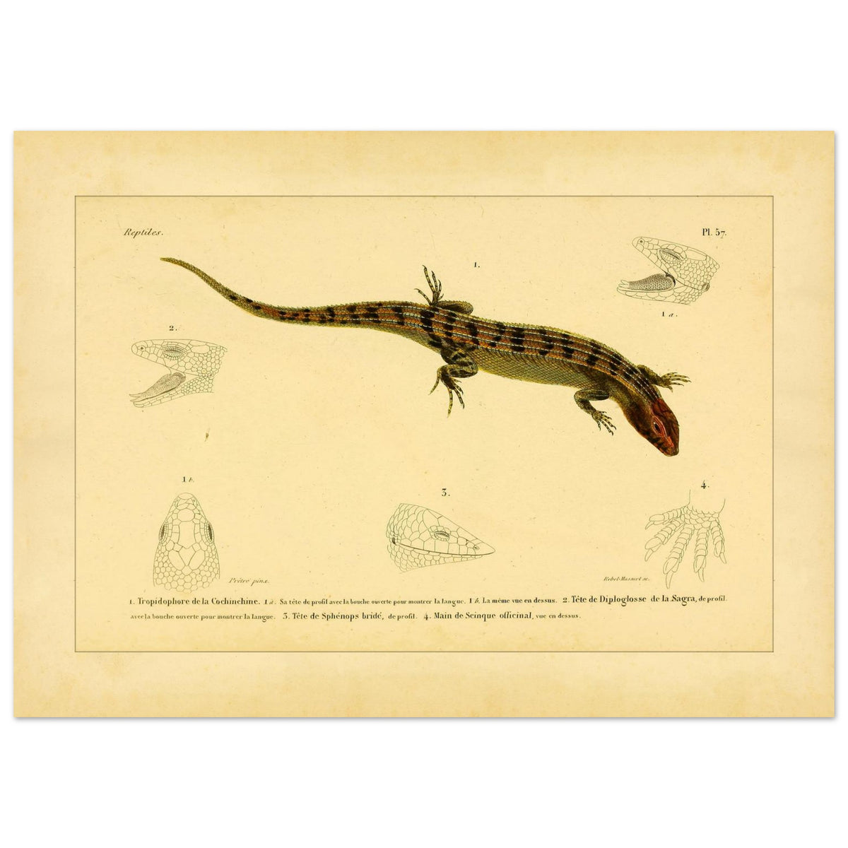 Skinkähnliche Reptilien: Tropidophorus, Diploglossus, Sphenops und Skink (50x70 cm). Naturhistorische IllustrationsTafel eines skinkartigen Reptils mit anatomischen Details von Köpfen und Füßen.