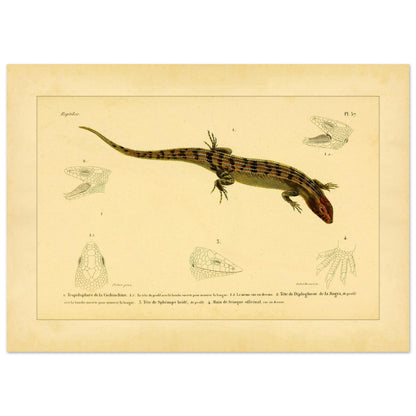 Skinkähnliche Reptilien: Tropidophorus, Diploglossus, Sphenops und Skink (50x70 cm). Naturhistorische IllustrationsTafel eines skinkartigen Reptils mit anatomischen Details von Köpfen und Füßen.