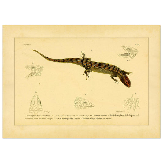 Skinkähnliche Reptilien: Tropidophorus, Diploglossus, Sphenops und Skink (50x70 cm). Naturhistorische IllustrationsTafel eines skinkartigen Reptils mit anatomischen Details von Köpfen und Füßen.
