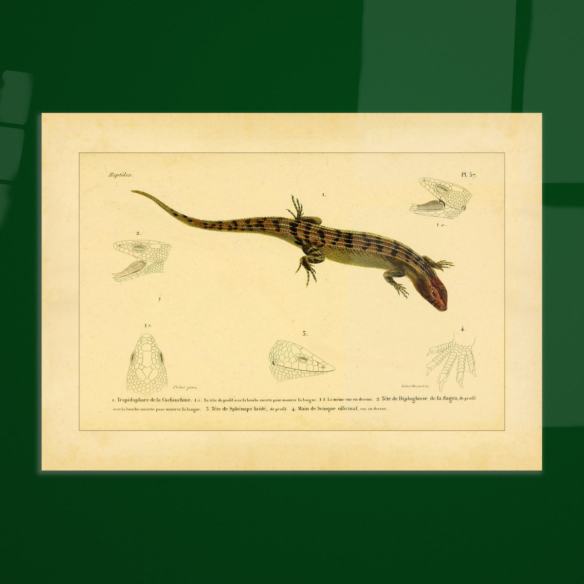 Skinkähnliche Reptilien: Tropidophorus, Diploglossus, Sphenops und Skink. Naturhistorische IllustrationsTafel eines skinkartigen Reptils mit anatomischen Details von Köpfen und Füßen.