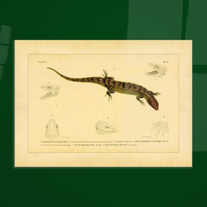 Skinkähnliche Reptilien: Tropidophorus, Diploglossus, Sphenops und Skink. Naturhistorische IllustrationsTafel eines skinkartigen Reptils mit anatomischen Details von Köpfen und Füßen.