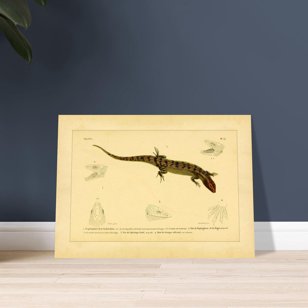 Skinkähnliche Reptilien: Tropidophorus, Diploglossus, Sphenops und Skink. Naturhistorische IllustrationsTafel eines skinkartigen Reptils mit anatomischen Details von Köpfen und Füßen.