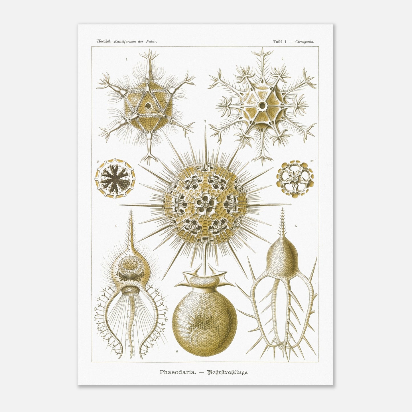 Planche de Rohrstrahlinge (Phaeodaria), Ernst Haeckel (29,7x42 cm (A3)). Gravure scientifique ancienne d'organismes marins, présentant plusieurs Phaeodaria (Radiolaires) de formes complexes et étoilées, avec des numéros pour chaque illustration.