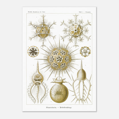 Planche de Rohrstrahlinge (Phaeodaria), Ernst Haeckel (29,7x42 cm (A3)). Gravure scientifique ancienne d'organismes marins, présentant plusieurs Phaeodaria (Radiolaires) de formes complexes et étoilées, avec des numéros pour chaque illustration.