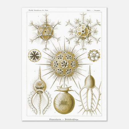 Planche de Rohrstrahlinge (Phaeodaria), Ernst Haeckel (30x40 cm). Gravure scientifique ancienne d'organismes marins, présentant plusieurs Phaeodaria (Radiolaires) de formes complexes et étoilées, avec des numéros pour chaque illustration.