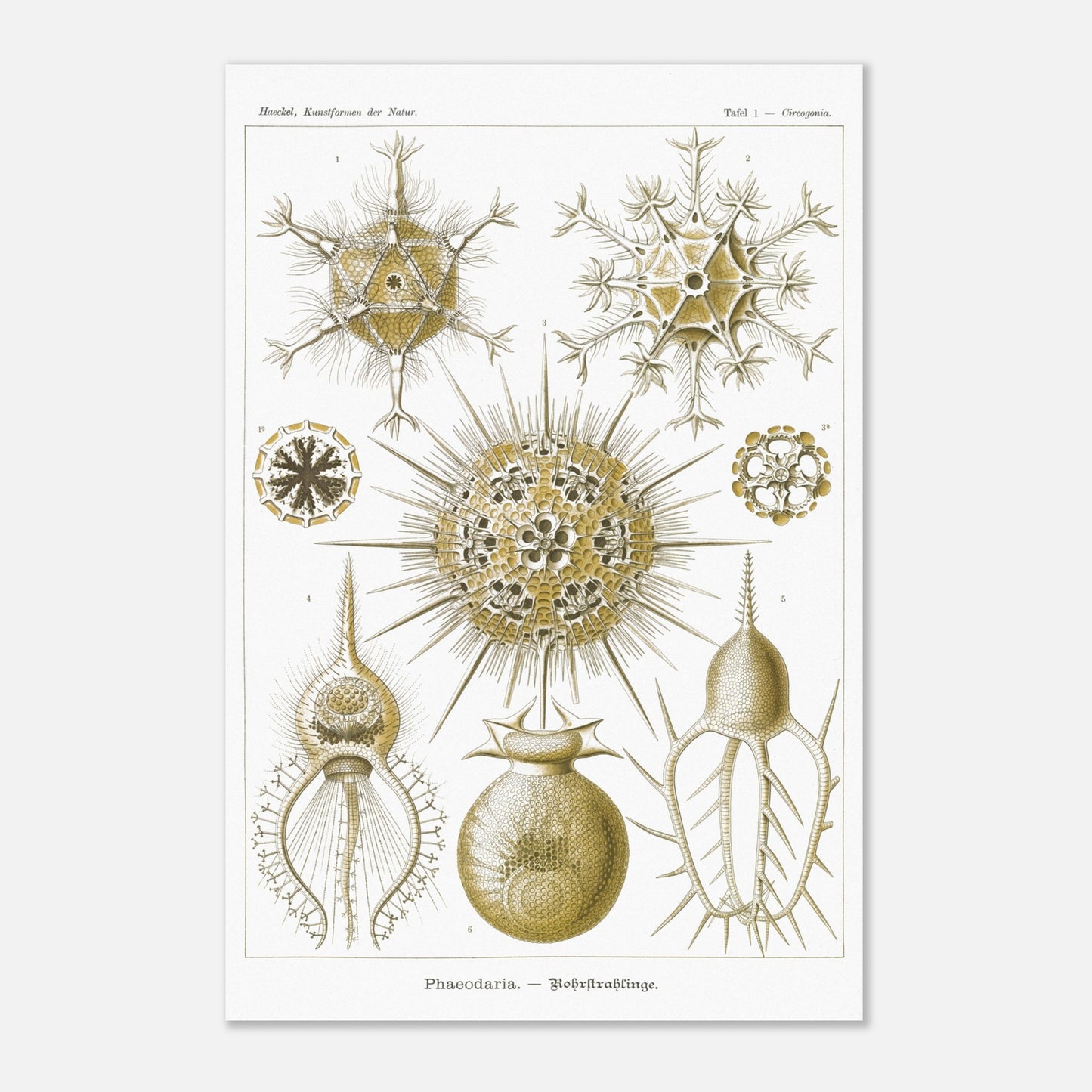 Planche de Rohrstrahlinge (Phaeodaria), Ernst Haeckel (40x60 cm). Gravure scientifique ancienne d'organismes marins, présentant plusieurs Phaeodaria (Radiolaires) de formes complexes et étoilées, avec des numéros pour chaque illustration.