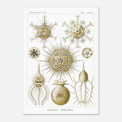 Planche de Rohrstrahlinge (Phaeodaria), Ernst Haeckel (42x59,4 cm (A2)). Gravure scientifique ancienne d'organismes marins, présentant plusieurs Phaeodaria (Radiolaires) de formes complexes et étoilées, avec des numéros pour chaque illustration.