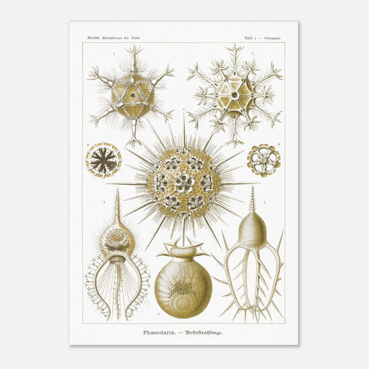 Planche de Rohrstrahlinge (Phaeodaria), Ernst Haeckel (42x59,4 cm (A2)). Gravure scientifique ancienne d'organismes marins, présentant plusieurs Phaeodaria (Radiolaires) de formes complexes et étoilées, avec des numéros pour chaque illustration.