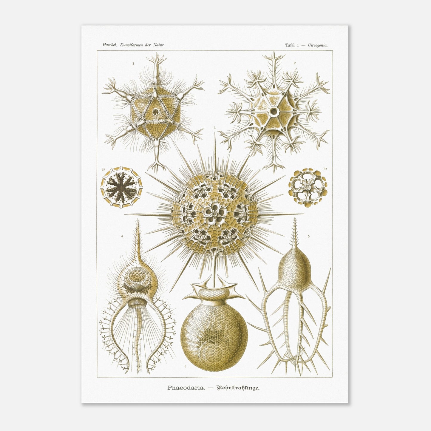 Planche de Rohrstrahlinge (Phaeodaria), Ernst Haeckel (59,4x84,1 cm (A1)). Gravure scientifique ancienne d'organismes marins, présentant plusieurs Phaeodaria (Radiolaires) de formes complexes et étoilées, avec des numéros pour chaque illustration.