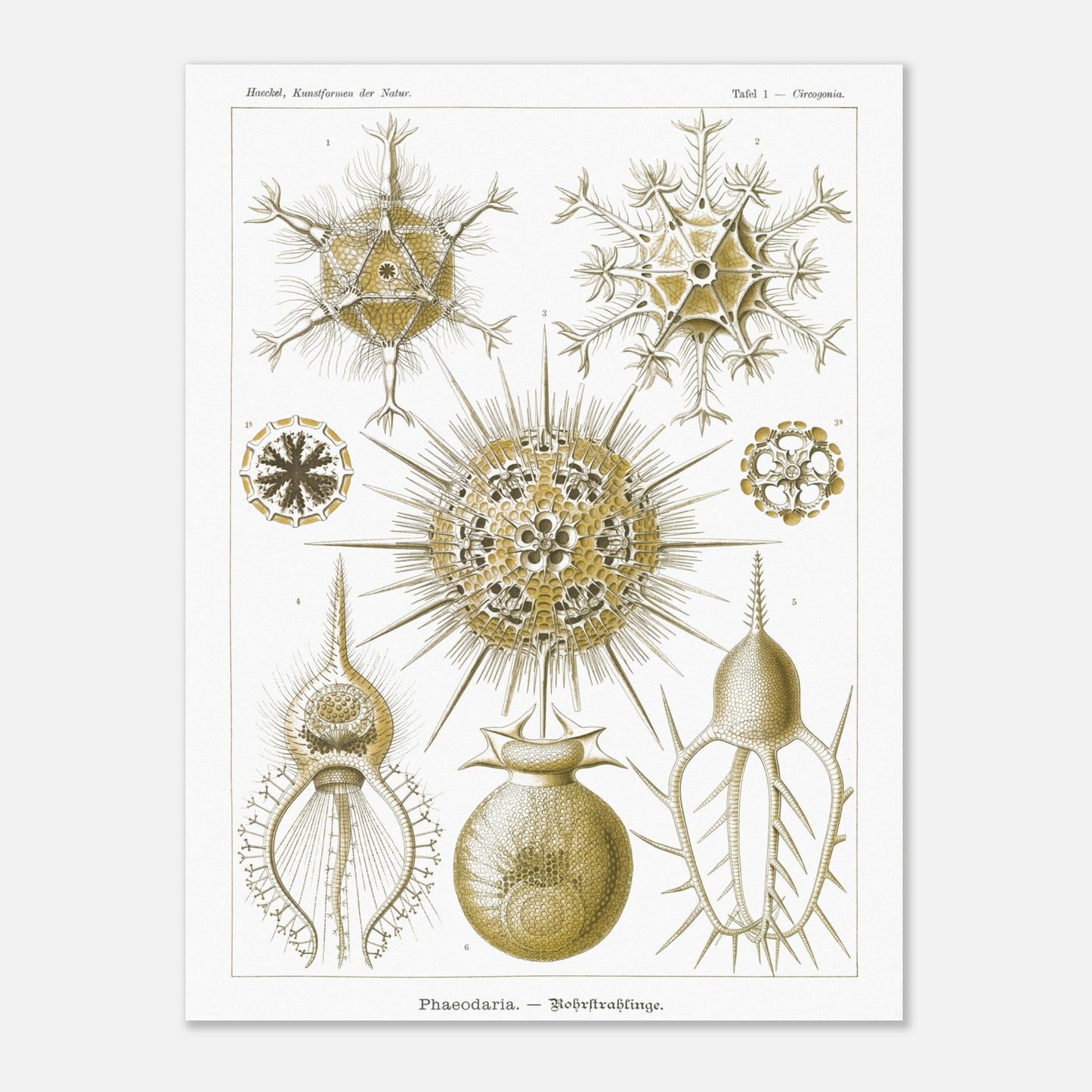 Planche de Rohrstrahlinge (Phaeodaria), Ernst Haeckel (60x80 cm). Gravure scientifique ancienne d'organismes marins, présentant plusieurs Phaeodaria (Radiolaires) de formes complexes et étoilées, avec des numéros pour chaque illustration.