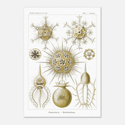 Planche de Rohrstrahlinge (Phaeodaria), Ernst Haeckel (70x100 cm). Gravure scientifique ancienne d'organismes marins, présentant plusieurs Phaeodaria (Radiolaires) de formes complexes et étoilées, avec des numéros pour chaque illustration.