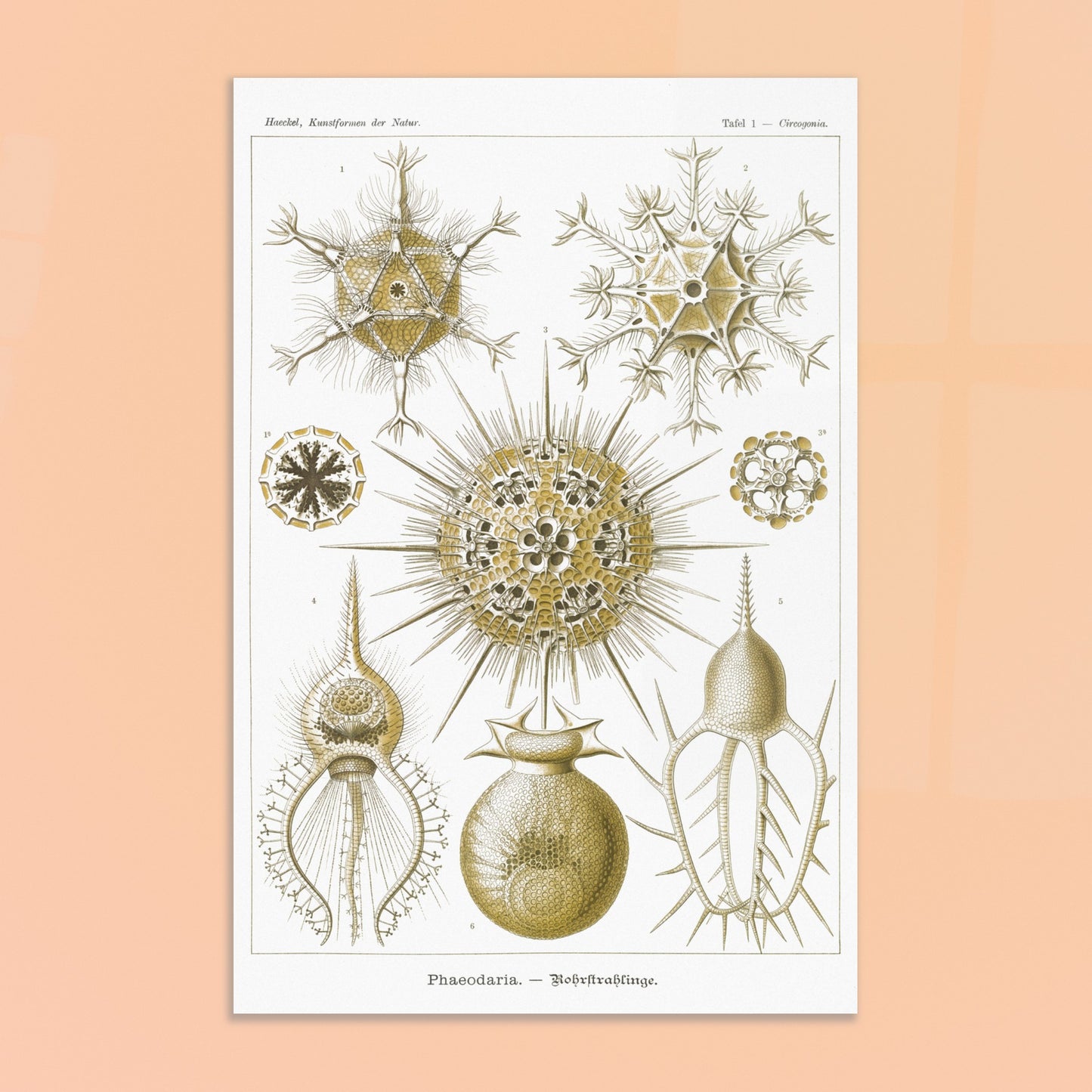 Planche de Rohrstrahlinge (Phaeodaria), Ernst Haeckel. Gravure scientifique ancienne d'organismes marins, présentant plusieurs Phaeodaria (Radiolaires) de formes complexes et étoilées, avec des numéros pour chaque illustration. Image d'illustration 8