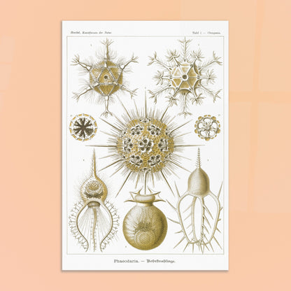Planche de Rohrstrahlinge (Phaeodaria), Ernst Haeckel. Gravure scientifique ancienne d'organismes marins, présentant plusieurs Phaeodaria (Radiolaires) de formes complexes et étoilées, avec des numéros pour chaque illustration. Image d'illustration 8