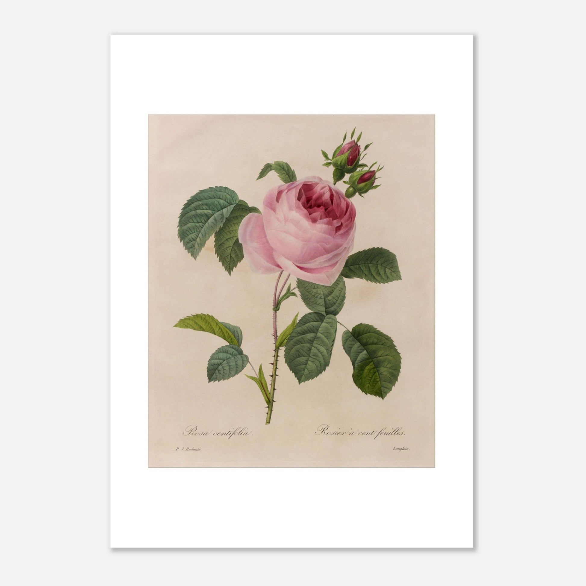 Gravure ancienne de Rose à Cent Feuilles par Pierre-Joseph Redouté (21x29,7 cm (A4)). Planche botanique ancienne de Pierre-Joseph Redouté représentant une rose de couleur rose pâle (Rosa centifolia) avec des feuilles vertes et des bourgeons.
