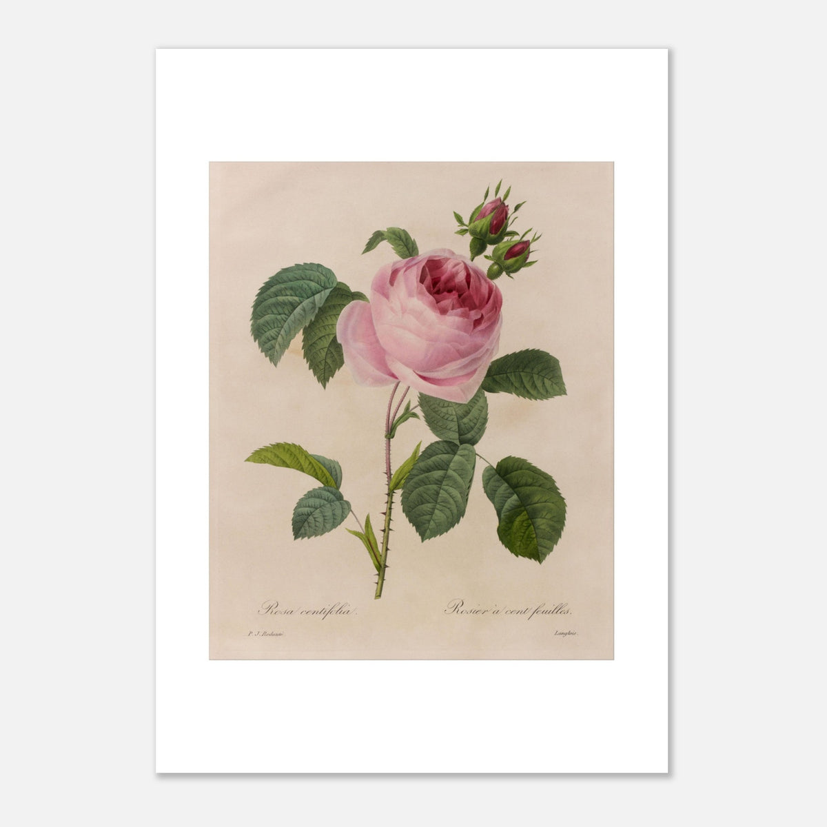 Antica incisione di Rosa Centifolia di Pierre-Joseph Redouté (21x29,7 cm (A4)). Antica tavola botanica di Pierre-Joseph Redouté raffigurante una rosa rosa pallido (Rosa centifolia) con foglie verdi e boccioli.