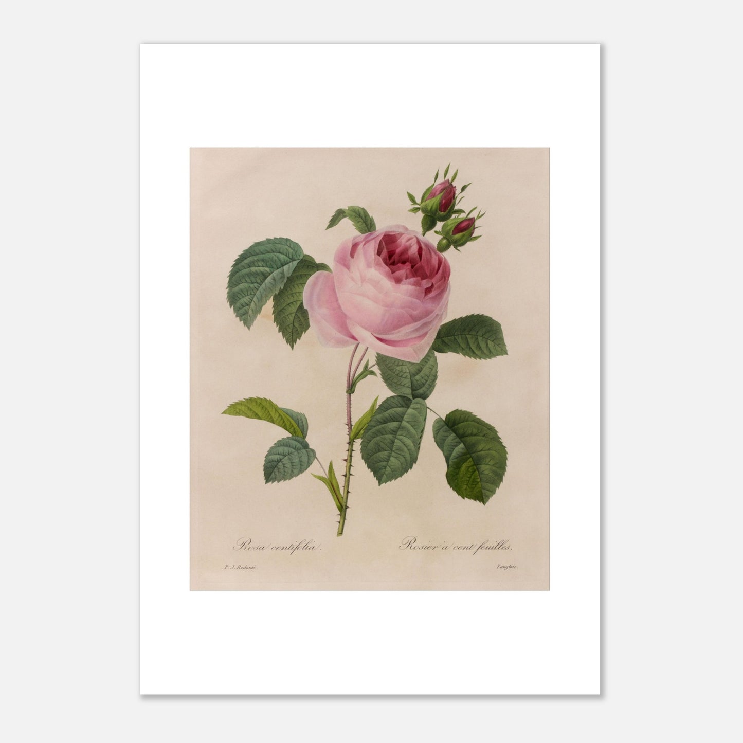 Gravure ancienne de Rose à Cent Feuilles par Pierre-Joseph Redouté (29,7x42 cm (A3)). Planche botanique ancienne de Pierre-Joseph Redouté représentant une rose de couleur rose pâle (Rosa centifolia) avec des feuilles vertes et des bourgeons.