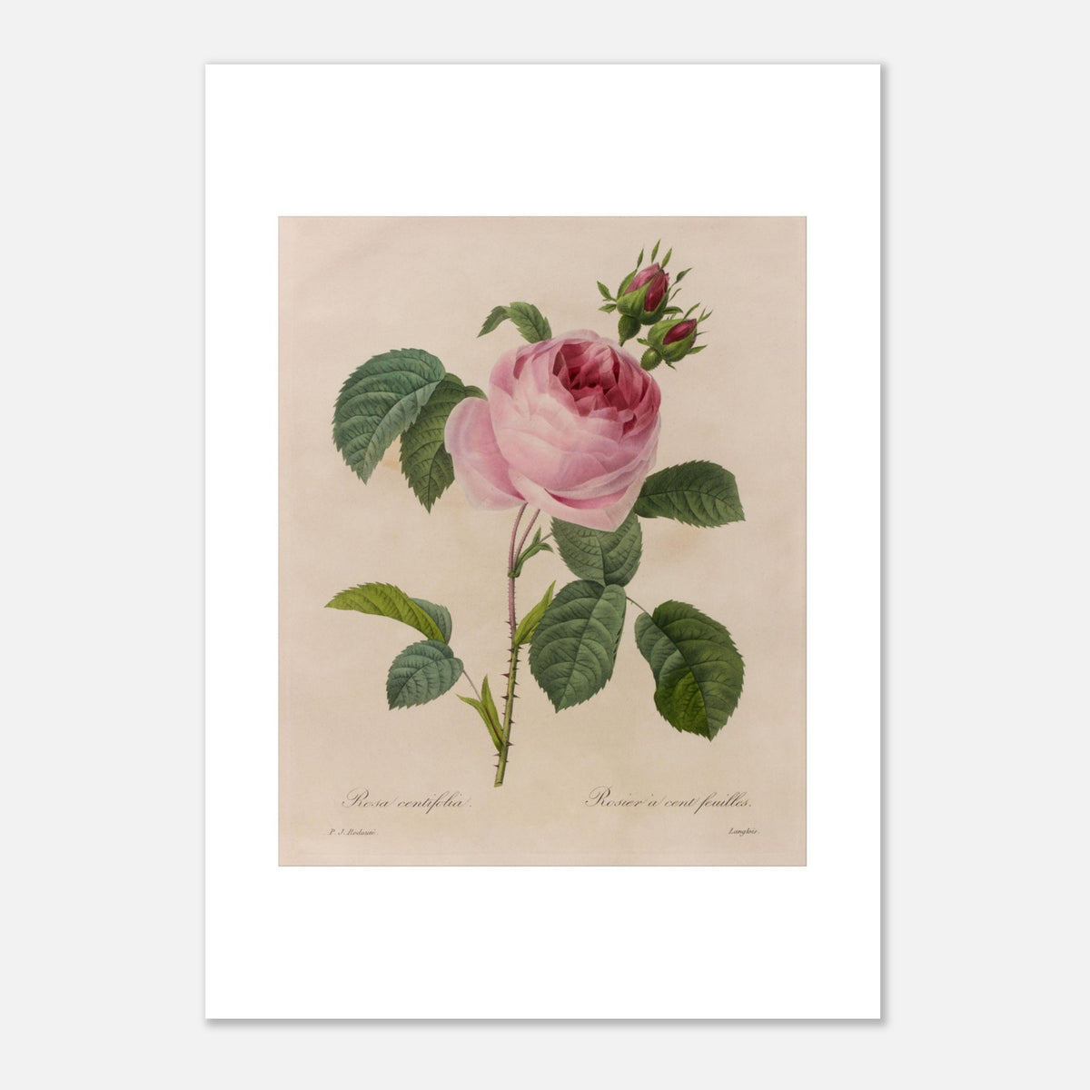 Antica incisione di Rosa Centifolia di Pierre-Joseph Redouté (29,7x42 cm (A3)). Antica tavola botanica di Pierre-Joseph Redouté raffigurante una rosa rosa pallido (Rosa centifolia) con foglie verdi e boccioli.