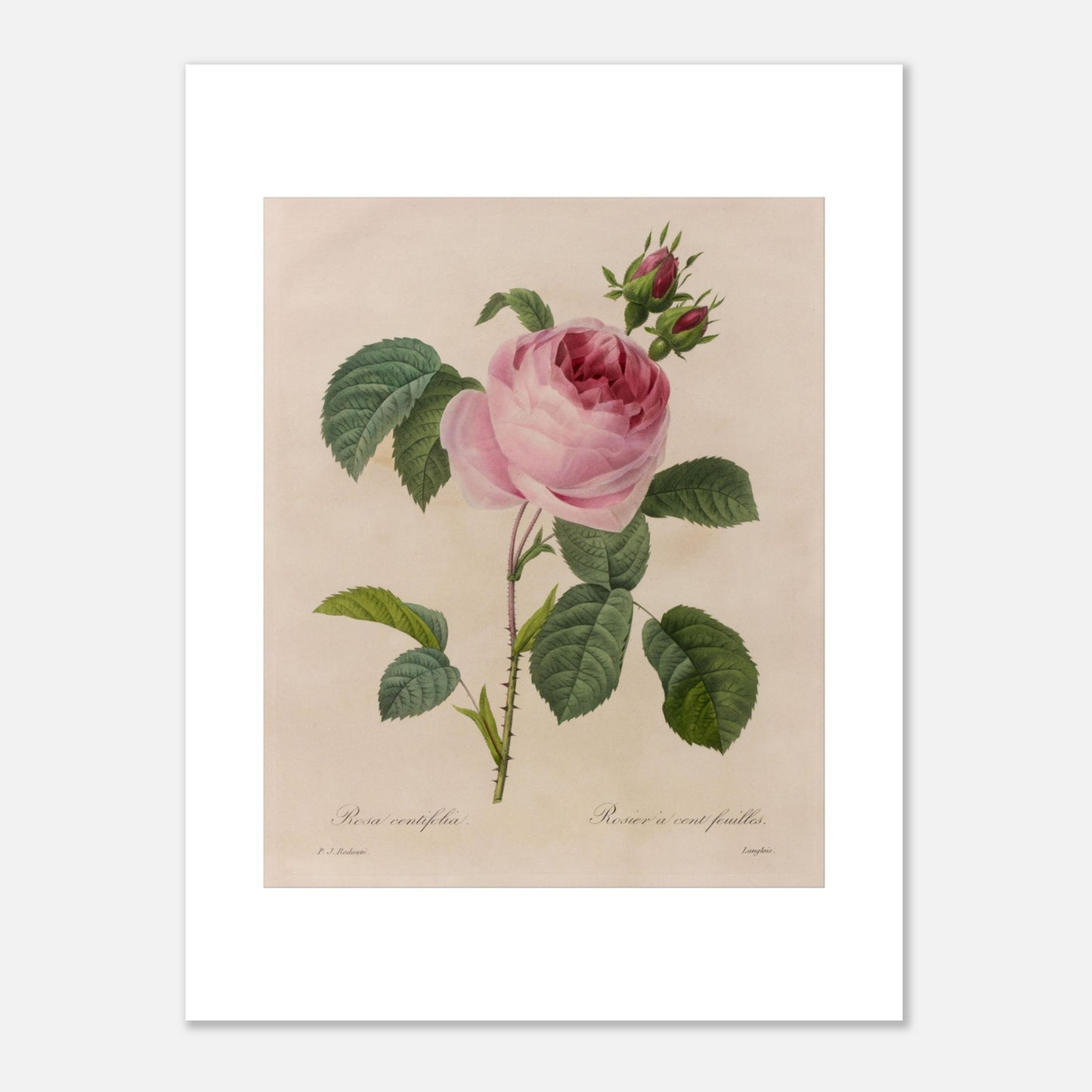 Gravure ancienne de Rose à Cent Feuilles par Pierre-Joseph Redouté (30x40 cm). Planche botanique ancienne de Pierre-Joseph Redouté représentant une rose de couleur rose pâle (Rosa centifolia) avec des feuilles vertes et des bourgeons.