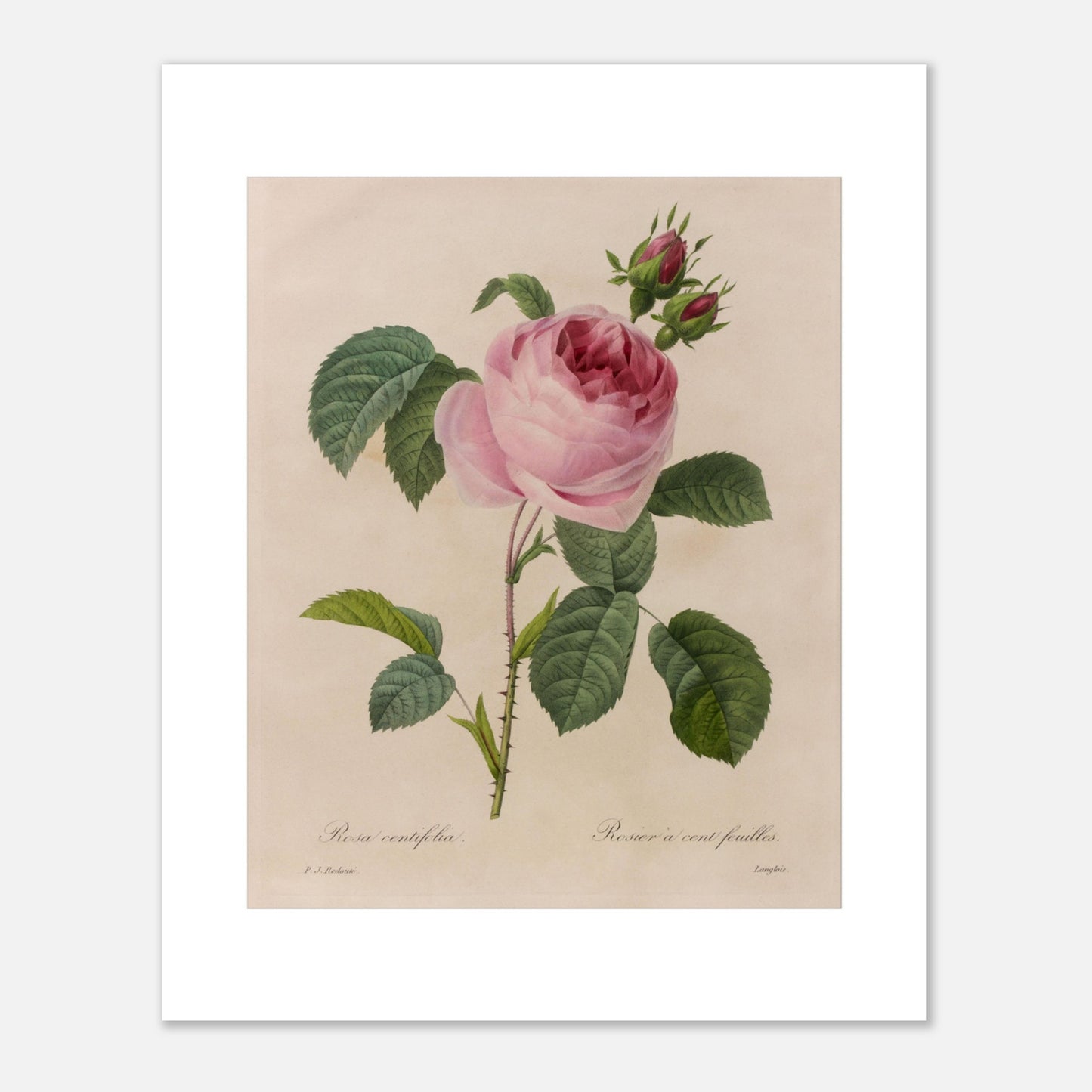 Gravure ancienne de Rose à Cent Feuilles par Pierre-Joseph Redouté (40x50 cm). Planche botanique ancienne de Pierre-Joseph Redouté représentant une rose de couleur rose pâle (Rosa centifolia) avec des feuilles vertes et des bourgeons.