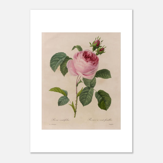 Gravure ancienne de Rose à Cent Feuilles par Pierre-Joseph Redouté (50x70 cm). Planche botanique ancienne de Pierre-Joseph Redouté représentant une rose de couleur rose pâle (Rosa centifolia) avec des feuilles vertes et des bourgeons.