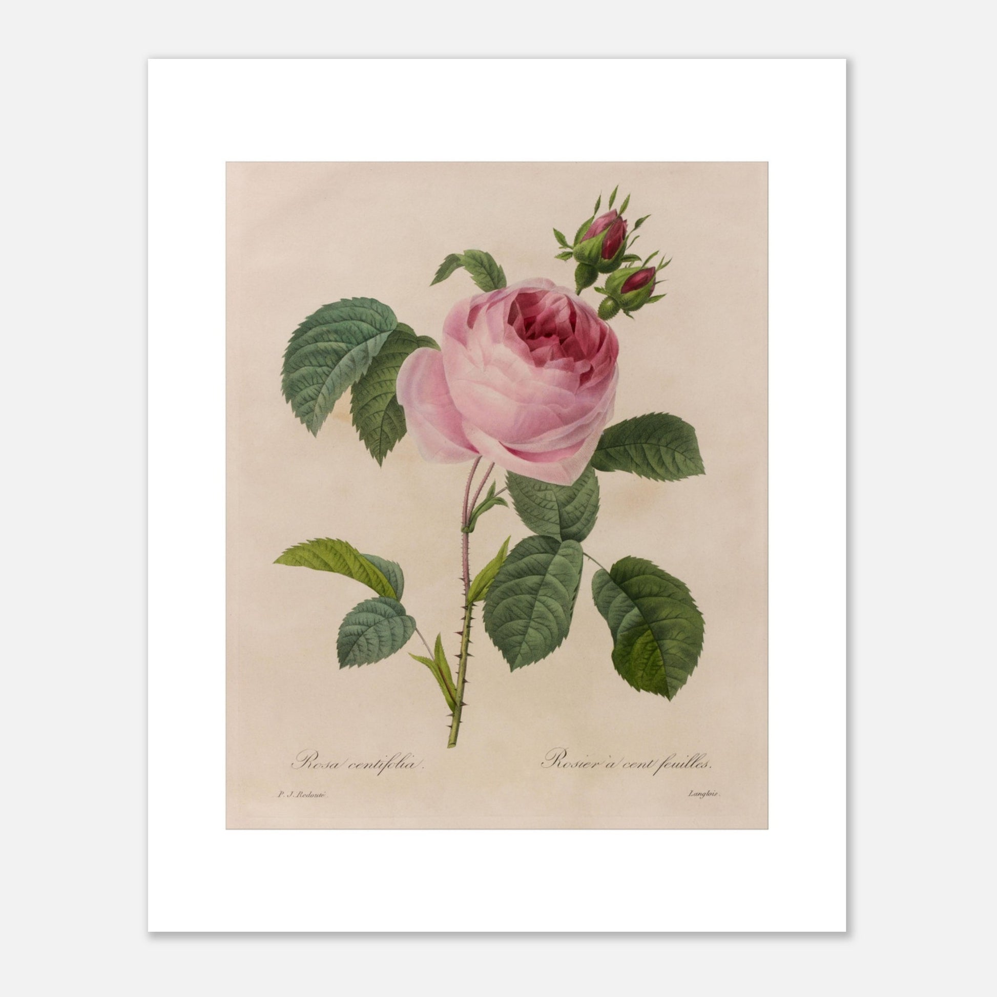 Rosa Centifolia (Rosier à Cent Feuilles) Version 2 par Pierre-Joseph Redouté - Taille 40x50 cm