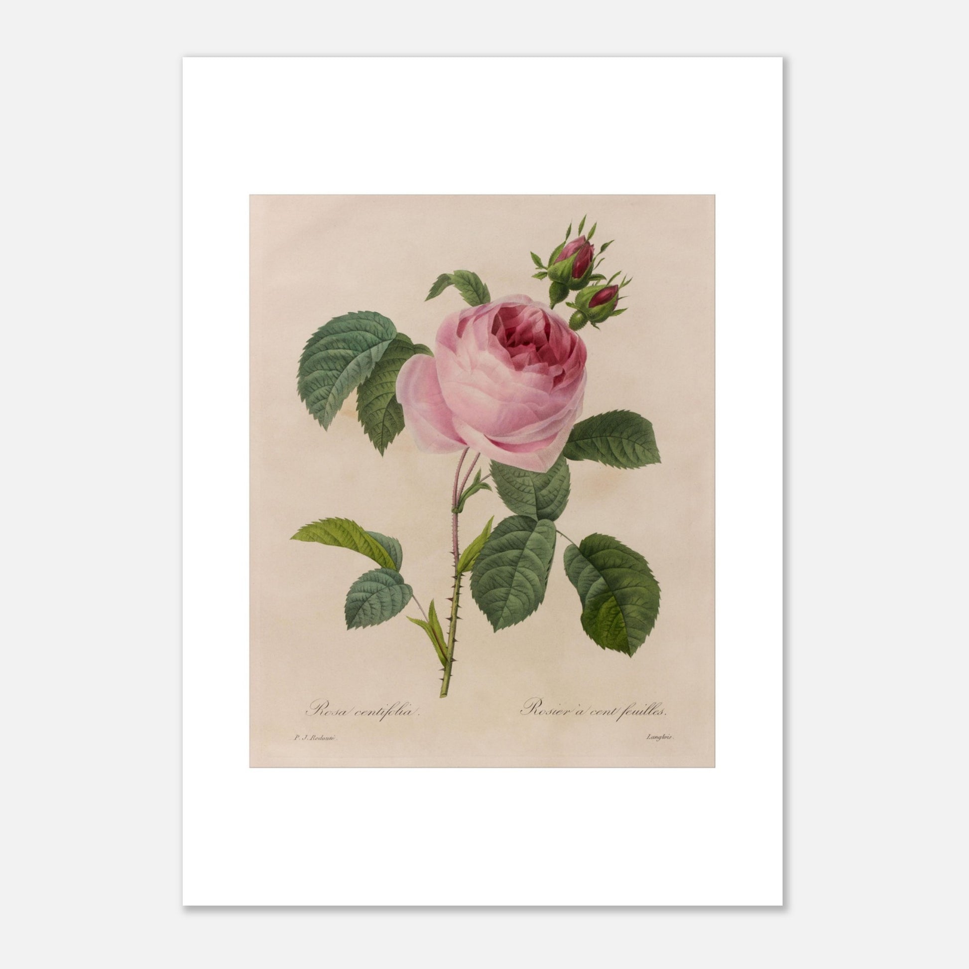 Rosa Centifolia (Rosier à Cent Feuilles) Version 2 par Pierre-Joseph Redouté - Taille 42x59,4 cm (A2)