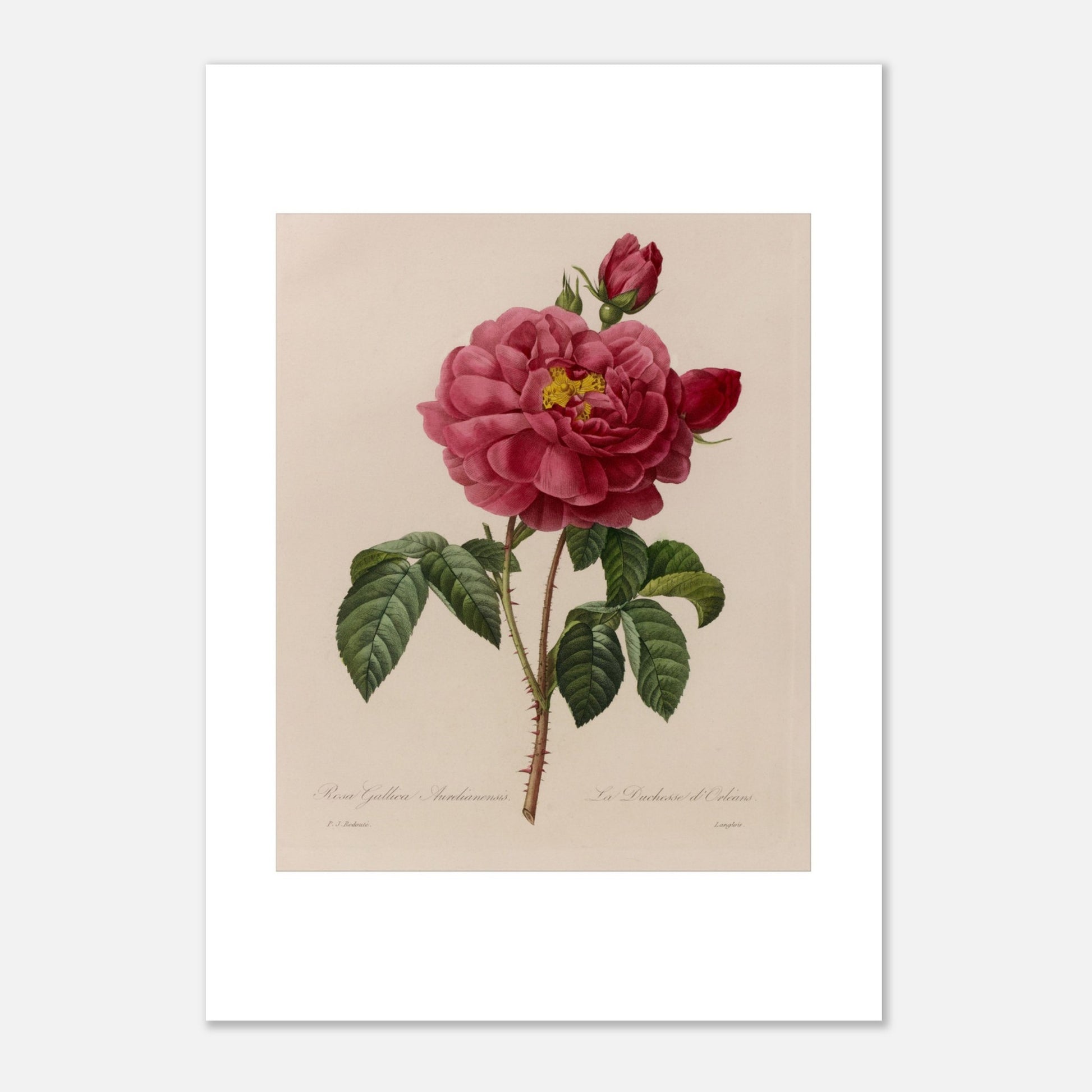 Planche botanique Rosa Gallica Aurelianensis par Pierre-Joseph Redouté (21x29,7 cm (A4)). Planche botanique de la Rosa Gallica Aurelianensis par Pierre-Joseph Redouté, représentant une rose épanouie et des boutons.