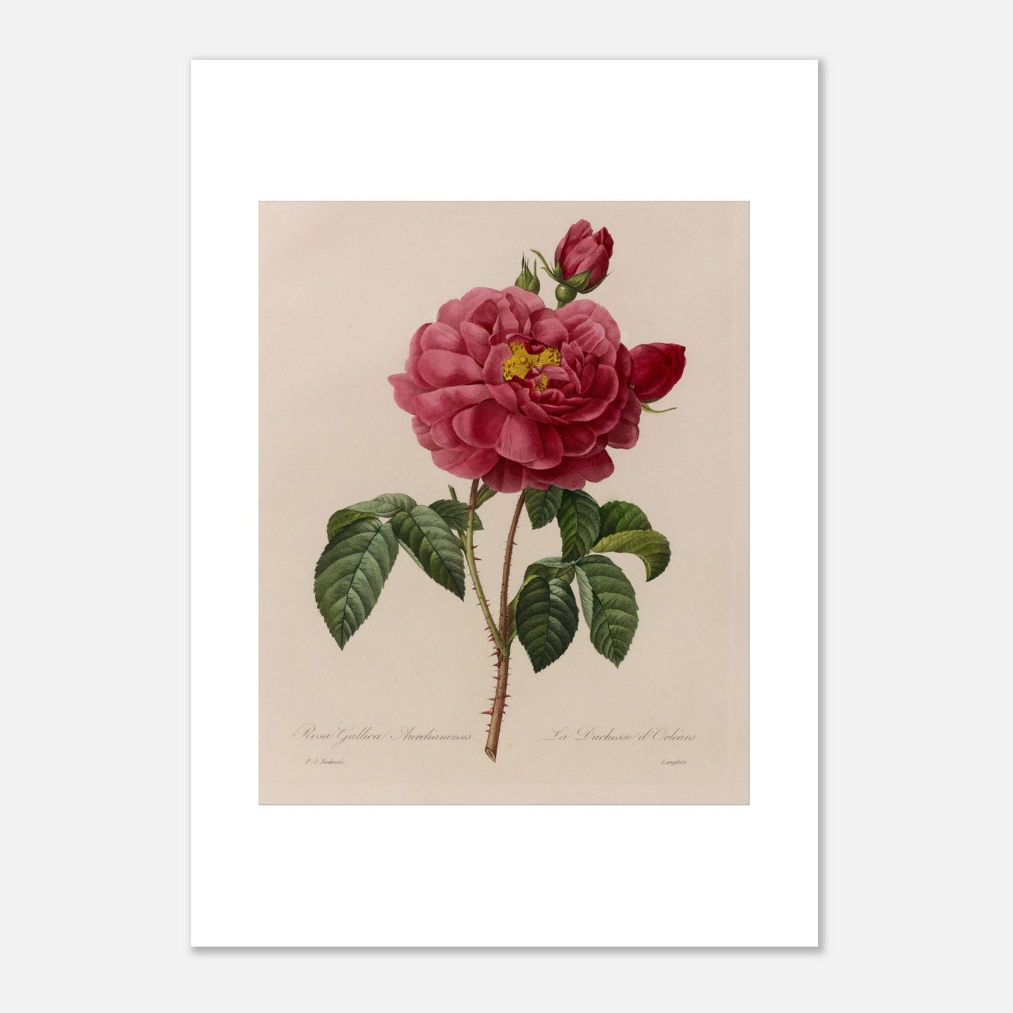 Planche botanique Rosa Gallica Aurelianensis par Pierre-Joseph Redouté (29,7x42 cm (A3)). Planche botanique de la Rosa Gallica Aurelianensis par Pierre-Joseph Redouté, représentant une rose épanouie et des boutons.