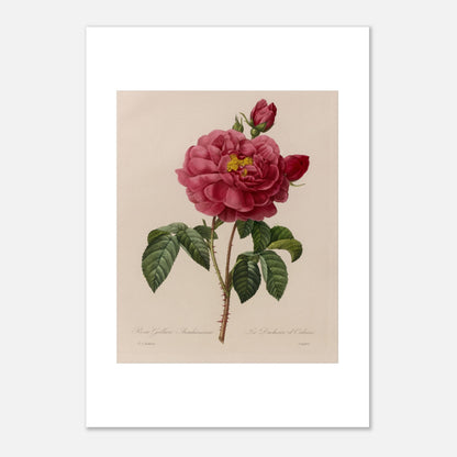 Planche botanique Rosa Gallica Aurelianensis par Pierre-Joseph Redouté (29,7x42 cm (A3)). Planche botanique de la Rosa Gallica Aurelianensis par Pierre-Joseph Redouté, représentant une rose épanouie et des boutons.