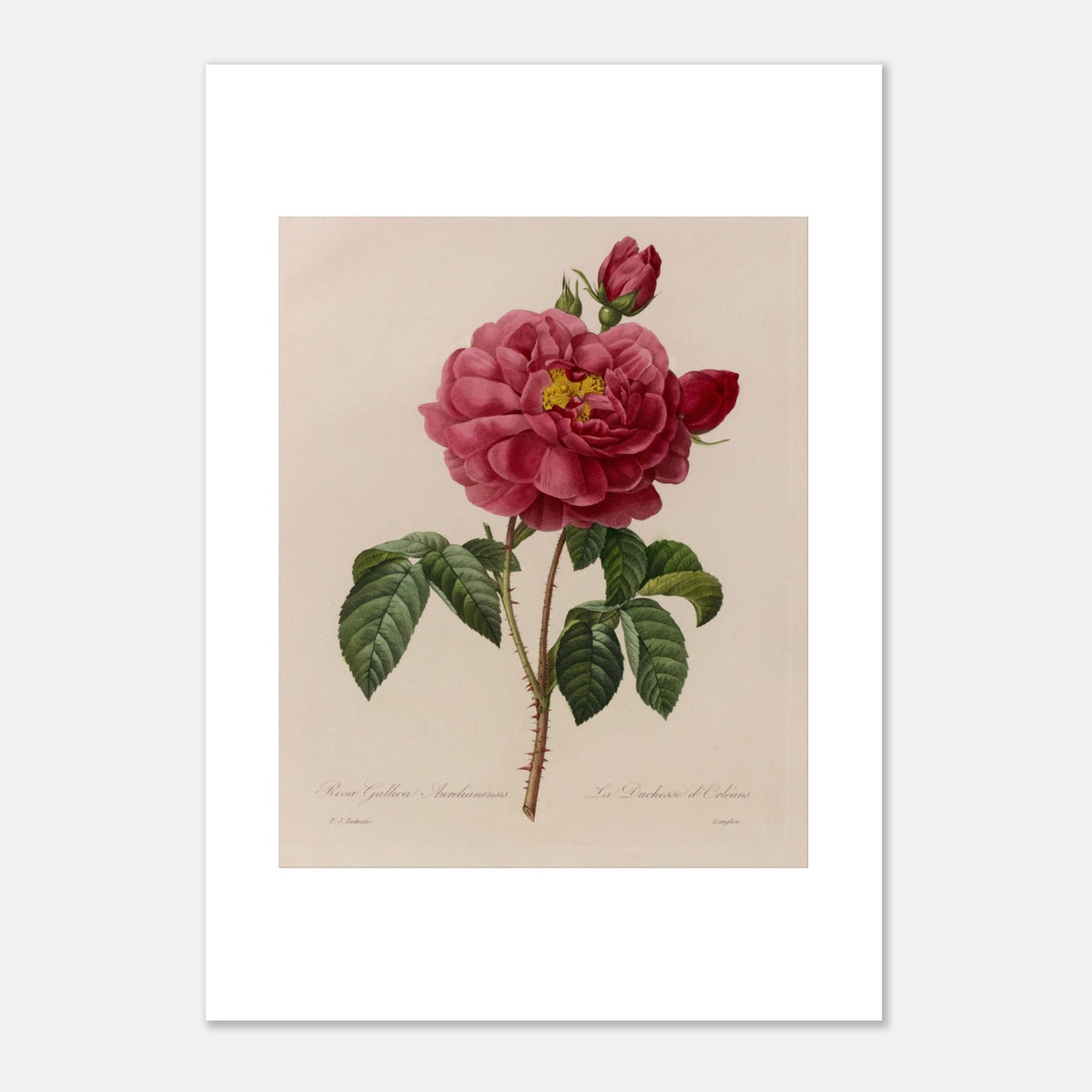 Botanical Plate Rosa Gallica Aurelianensis by Pierre-Joseph Redouté (29,7x42 cm (A3) / 11.7x16.5″). Botanical plate of Rosa Gallica Aurelianensis by Pierre-Joseph Redouté, depicting a full bloom rose and buds.