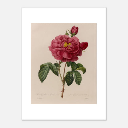 Planche botanique Rosa Gallica Aurelianensis par Pierre-Joseph Redouté (30x40 cm). Planche botanique de la Rosa Gallica Aurelianensis par Pierre-Joseph Redouté, représentant une rose épanouie et des boutons.