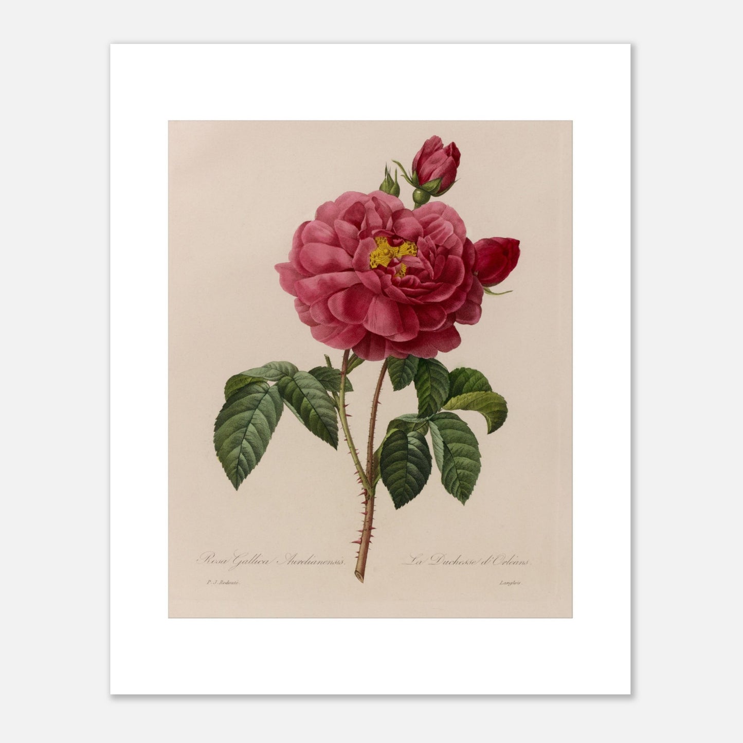 Planche botanique Rosa Gallica Aurelianensis par Pierre-Joseph Redouté (40x50 cm). Planche botanique de la Rosa Gallica Aurelianensis par Pierre-Joseph Redouté, représentant une rose épanouie et des boutons.