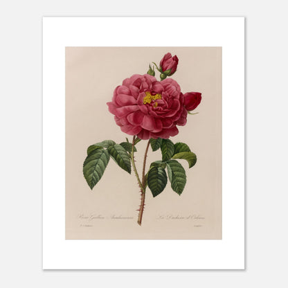 Planche botanique Rosa Gallica Aurelianensis par Pierre-Joseph Redouté (40x50 cm). Planche botanique de la Rosa Gallica Aurelianensis par Pierre-Joseph Redouté, représentant une rose épanouie et des boutons.