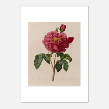 Planche botanique Rosa Gallica Aurelianensis par Pierre-Joseph Redouté (42x59,4 cm (A2)). Planche botanique de la Rosa Gallica Aurelianensis par Pierre-Joseph Redouté, représentant une rose épanouie et des boutons.