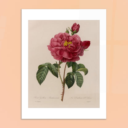 Planche botanique Rosa Gallica Aurelianensis par Pierre-Joseph Redouté. Planche botanique de la Rosa Gallica Aurelianensis par Pierre-Joseph Redouté, représentant une rose épanouie et des boutons. Image d'illustration 6