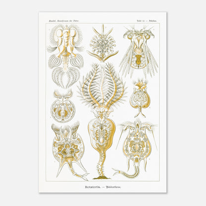 Planche de rotifères Rotatoria - Illustration d'Ernst Haeckel (29,7x42 cm (A3)). Planche naturaliste d'Ernst Haeckel présentant des rotifères, avec des illustrations numérotées de diverses formes de ces organismes microscopiques, réalisées en gravure sur fond blanc.