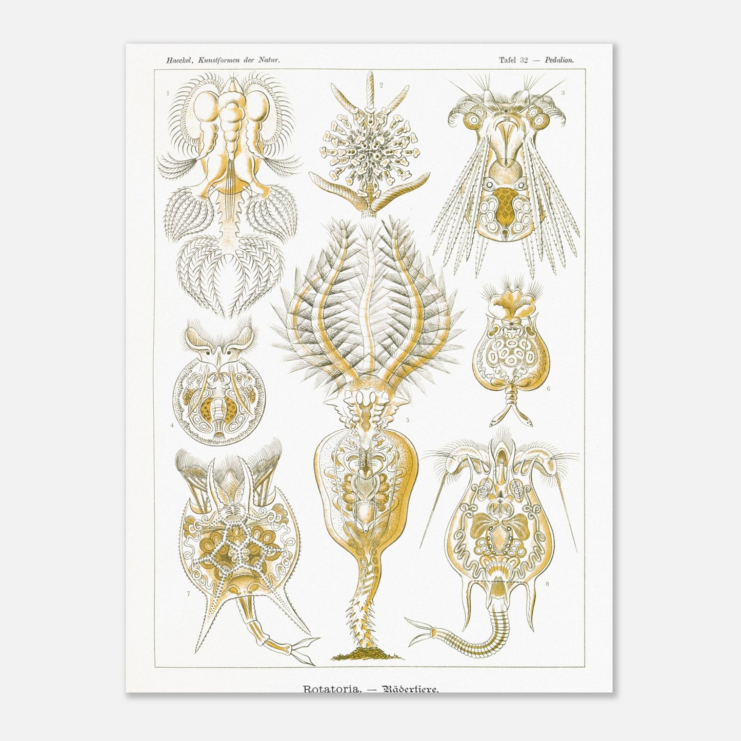 Planche de rotifères Rotatoria - Illustration d'Ernst Haeckel (30x40 cm). Planche naturaliste d'Ernst Haeckel présentant des rotifères, avec des illustrations numérotées de diverses formes de ces organismes microscopiques, réalisées en gravure sur fond blanc.